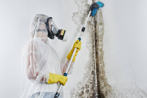 Professional Mold Removal in Appleton, MN