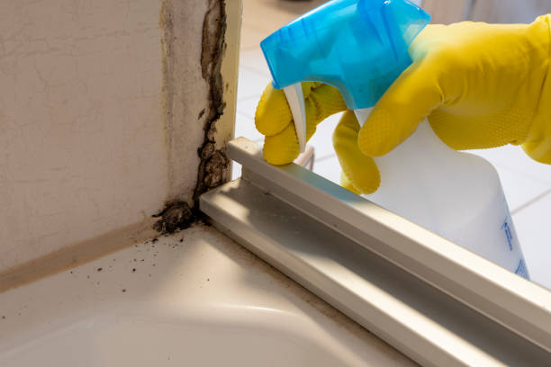 Best Black Mold Removal  in Appleton, MN