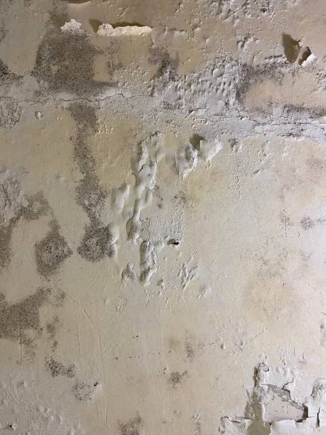 Best Certified Mold Removal  in Appleton, MN