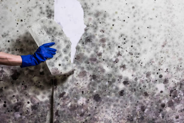 Best Local Mold Removal Service  in Appleton, MN