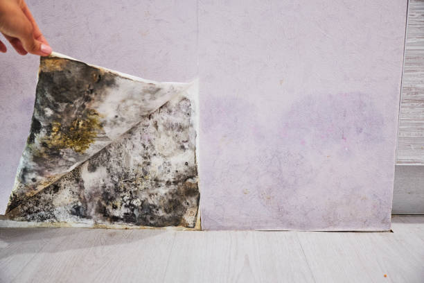 Best Office Mold Removal Services  in Appleton, MN